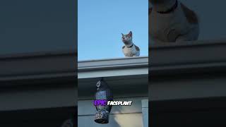 Hilarious Squirrel Fails Backyard Acrobatics Gone Wrong [upl. by Eramat]