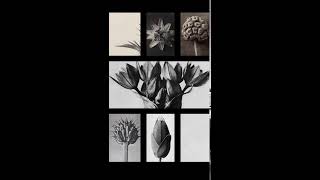 Karl Blossfeldt Animation GMO [upl. by Bove396]