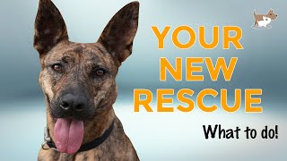 10 Tips for Rehoming a Rescue Dog [upl. by Lanam]