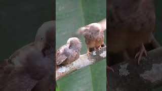 Yellow billed babbler Please like and subscribe🙏🏻 [upl. by Pogah]