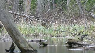 Lesser Bittern Call Harrington QC20240504 [upl. by Lytsirhc168]