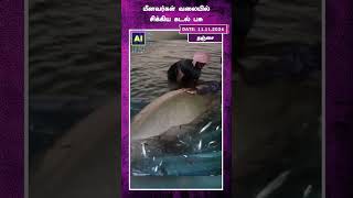 மீனவர்கள் வலையில் சிக்கிய கடல் பசு  Gaint fish  Fishermen  Viral video [upl. by Viquelia]