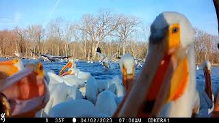 What are these pelicans actually eating [upl. by Eedeed]