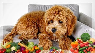 ASMR FOOD  DOGS EATING SHOW INTENSE EATING SOUNDS 먹방 [upl. by Zeralda]