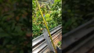 Avocado plant care shortsvideo graftingplants [upl. by Ardien23]