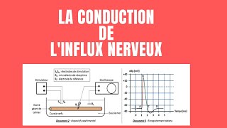 Correction Détaillée Sur Le Potentiel dAction [upl. by Shandee]