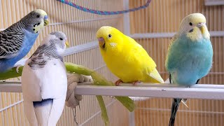 10 Hr If your budgies don’t chirp playing this video will help lonely parakeet bird start to chirp [upl. by Aliban137]