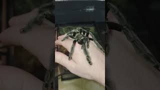 Handling my Psalmopoeus irminia Tarantula spider venezuela tarantulas arachnid tarantula [upl. by Annauqahs118]