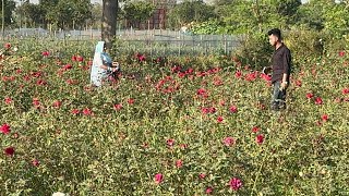 Dhaka Bangladesh flower garden ashulia [upl. by Merrow723]