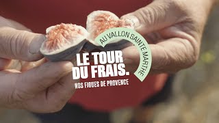 Grand Frais  Le Tour du Frais avec Jean producteur de figues [upl. by Licastro]