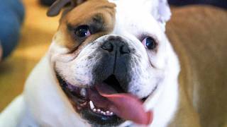 Bulldog Puppies Rescued RSPCA Steps In to Shut Down Bad Breeders [upl. by Romo849]