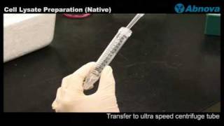 Cell Lysate Preparation Native [upl. by Bond990]