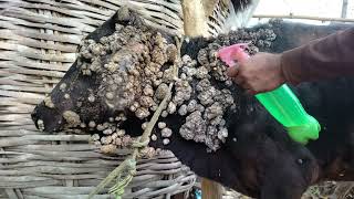 Bovine Papilloma l warts l पशुओं में मस्सों को उपचार l papillomatosis l dr umar khan [upl. by Ardeid67]