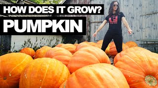 PUMPKIN  How Does it Grow [upl. by Onej]