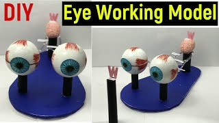 eye working model  human eye working model  working model of eye diy eye model science project [upl. by Adnilreb]