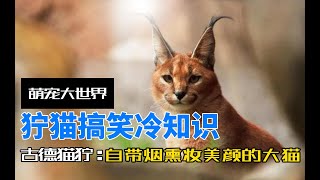 獰貓搞笑冷知識獰貓冷知識野生動物貓科動物動物科普知識內容搜索啟發 [upl. by Fisk]