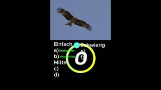 Erkennst du den Greifvogel wildlife quiz tiere birds [upl. by Aerdnaz]