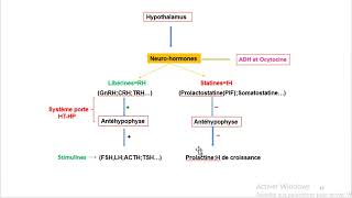 Cours dEndocrinologie vidéo 2  Axe Hypothalamo hypophysaire [upl. by Aved]