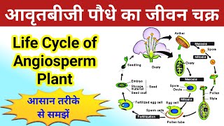 आवृतबीजी पौधे का जीवन चक्र  life cycle of angiosperm plant  avart biji paudhe ka jivan chakra [upl. by Trager]