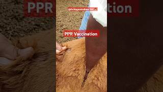 PPR Vaccination sheep goat vaccination subcutaneous veterinary vet [upl. by Tanaka603]