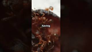 Ants Don’t Breath With Lungs 🐜 fact nature shortfeed [upl. by Eeslek]