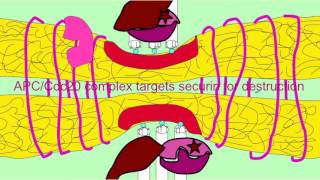 ANAPHASE PROMOTING COMPLEX SEPARASE COHESINS [upl. by Busby]