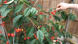 Sour cherries  harvest and pruning tips [upl. by Garland]