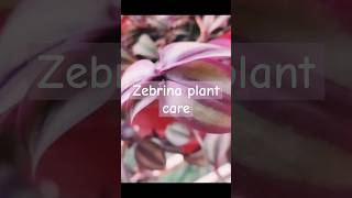 Zebrina Wandering Jew plant careshorts  hanging basket plant idea [upl. by Assirahc]