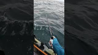 Monster Fish SCREAMS Drag Offshore Kayak Fishing shorts [upl. by Seif]