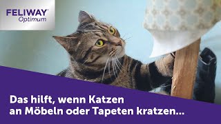 Katze kratzt an Möbeln ► FELIWAY Optimum hilft wenn die Katze an deinen Möbeln kratzt [upl. by Morton]