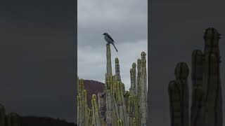 A fine Great Grey Shrike posing on a Euphorbia canariensis at Malpais de la Rasca Tenerife [upl. by Aidnic]