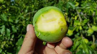 EVERYONE Should Be Growing White Sapote [upl. by Clyve]