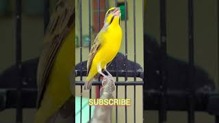 yellow fronted canary bird with melodious voice [upl. by Nilhtac]