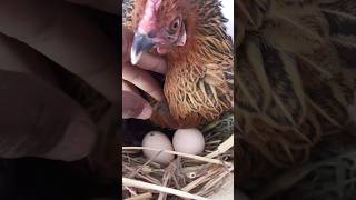 hen nest 2 eggs hatching 🪺 henhatchingeggs shortvideo [upl. by Fleeta283]