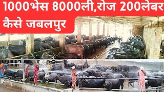 1000भेसो 8000लीदूध रोज 200लेबर कैसे buffalo largest dairy जबलपुर farmdairysolutionbysatish [upl. by Morry]