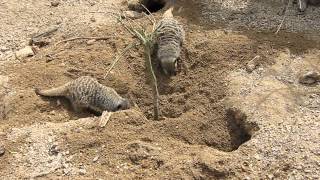 Meerkats digging [upl. by Yemaj]