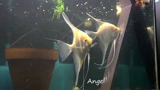 Albino Dantum Angelfish Breeding Pair 2350 [upl. by Alma936]