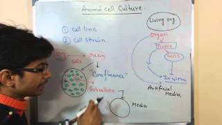 Mammalian cell culture 2  cell lines and cell strain [upl. by Berri74]