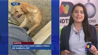 Em Ilhota cachorra fica com cabeça presa em garrafa pet [upl. by Castor]