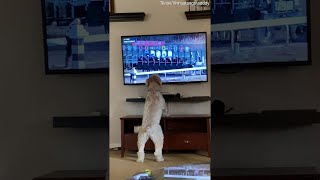 Doggy Jumps for Joy While Watching Horse Race  ViralHog [upl. by Llewellyn]