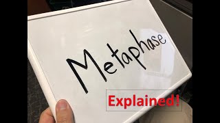 Metaphase explained [upl. by Eux]