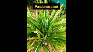 Pandanus plant  Biriyani Leaves  Blossom Nature Garden  Shorts [upl. by Oznerol]