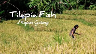 Masak di Desa  Mujair Goreng  Tilapia Fish  Dianxi Fish  Liziqi Indonesia  Village Life Cooking [upl. by Merkle891]