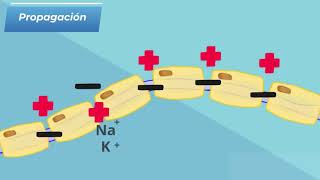 PROPAGACIÓN del POTENCIAL DE ACCIÓN  Neurofisiología  medicina [upl. by Aineg]