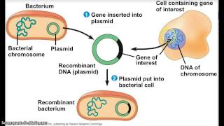 transgenic bacteria [upl. by Adni]