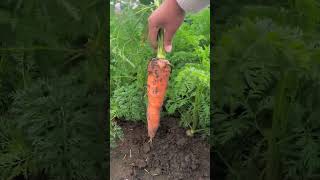 Vegetable planting management Vegetable planting pure natural and non harmless green food nature [upl. by Brand707]