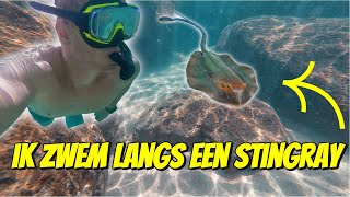 IK ZWEM LANGS EEN STINGRAY TIJDENS HET SNORKELEN IN AUSTRALIË 265 [upl. by Doomham]