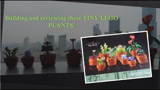 LEGO Botanical Collection Tiny Plants BUILD and REVIEW [upl. by Courcy265]