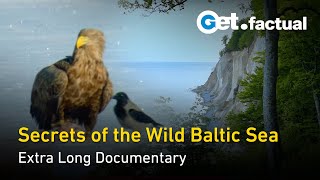 Wildlife and Nature of the Baltic Sea  Extra Long Documentary [upl. by Yonita]