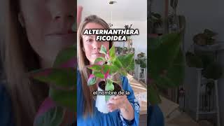 Haul de plantasdeinterior Selaginella willdenowii Alternanthera y Philodendron gloriosum plantas [upl. by Rednael243]